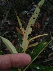 Astrotricha longifolia