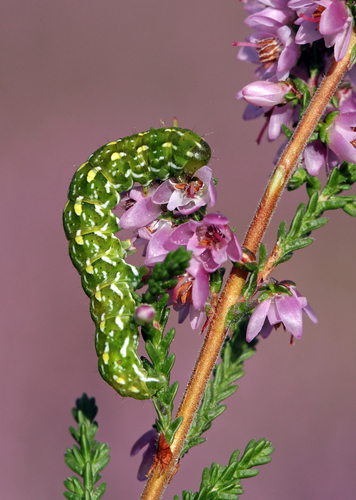 Beautiful Yellow Underwing