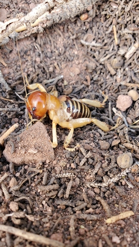 North American Jerusalem Crickets