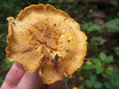 Cantharellus
