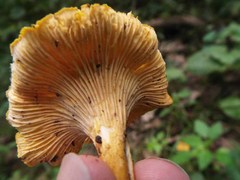 Cantharellus