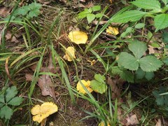Cantharellus