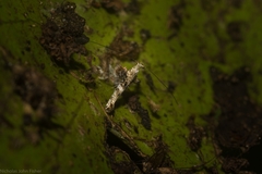 Cyphosticha panconita