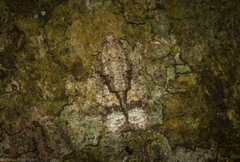 Polylopha epidesma