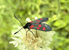 Zygaena angelicae