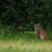Northeastern European Lynx - Photo (c) bigayon, some rights reserved (CC BY), uploaded by bigayon