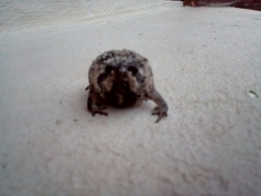 Breviceps rosei rosei