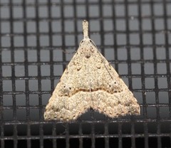 Trigonistis asthenopa
