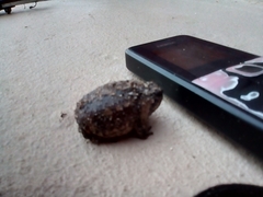 Breviceps rosei rosei