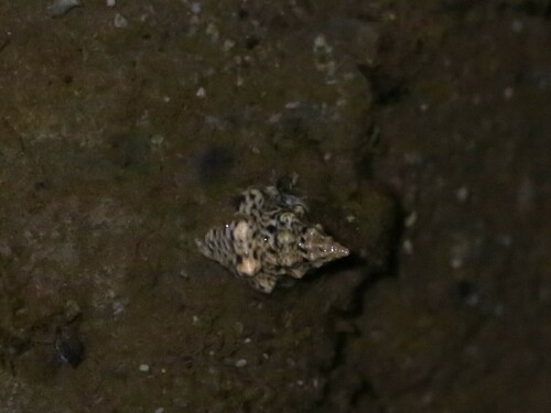 Cominella acutinodosa observed 2024-09-20