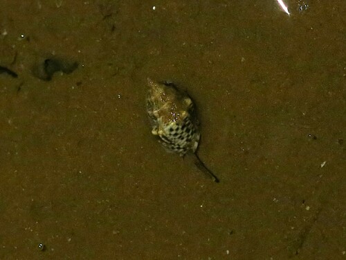 Cominella acutinodosa observed 2024-09-20