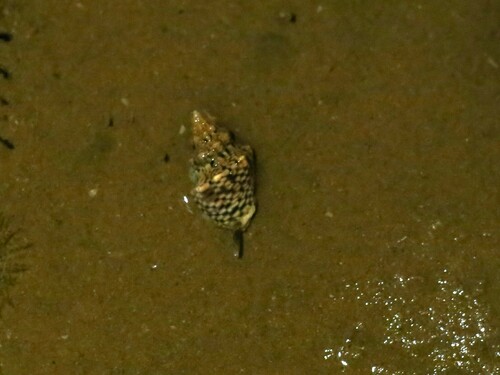 Cominella acutinodosa observed 2024-09-20