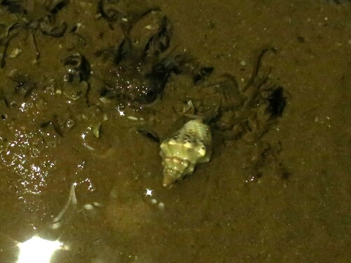 Cominella acutinodosa observed 2024-09-20