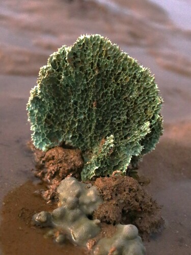 Anomoianthella lamella