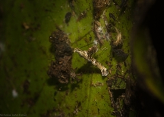 Cyphosticha panconita