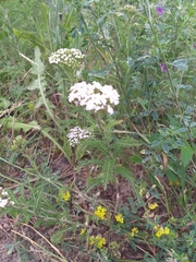 Achillea millefolium