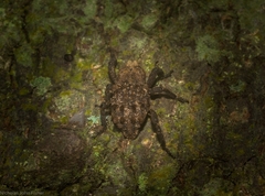 Nechyrus incomptus