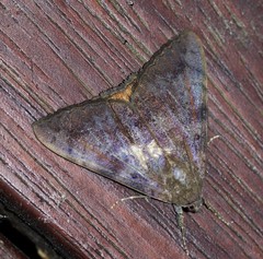 Oxyodes tricolor
