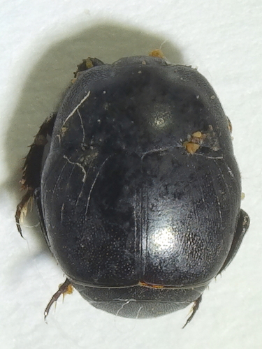 Saprinus proximus