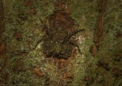 Stephanopis carcinoides