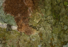 Stephanopis carcinoides