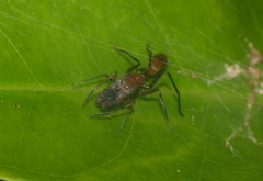 Myrmarachne formosana