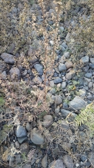 Cutleaf Wormwood (Artemisia laciniata)