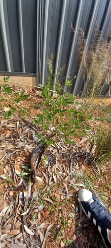 Image of Cullen australasicum by (c) Sam Buxton Stewart, some rights reserved (CC BY)