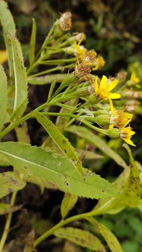 Image of Senecio sarracenicus by (c) Andrew Bazdyrev, some rights reserved (CC BY)