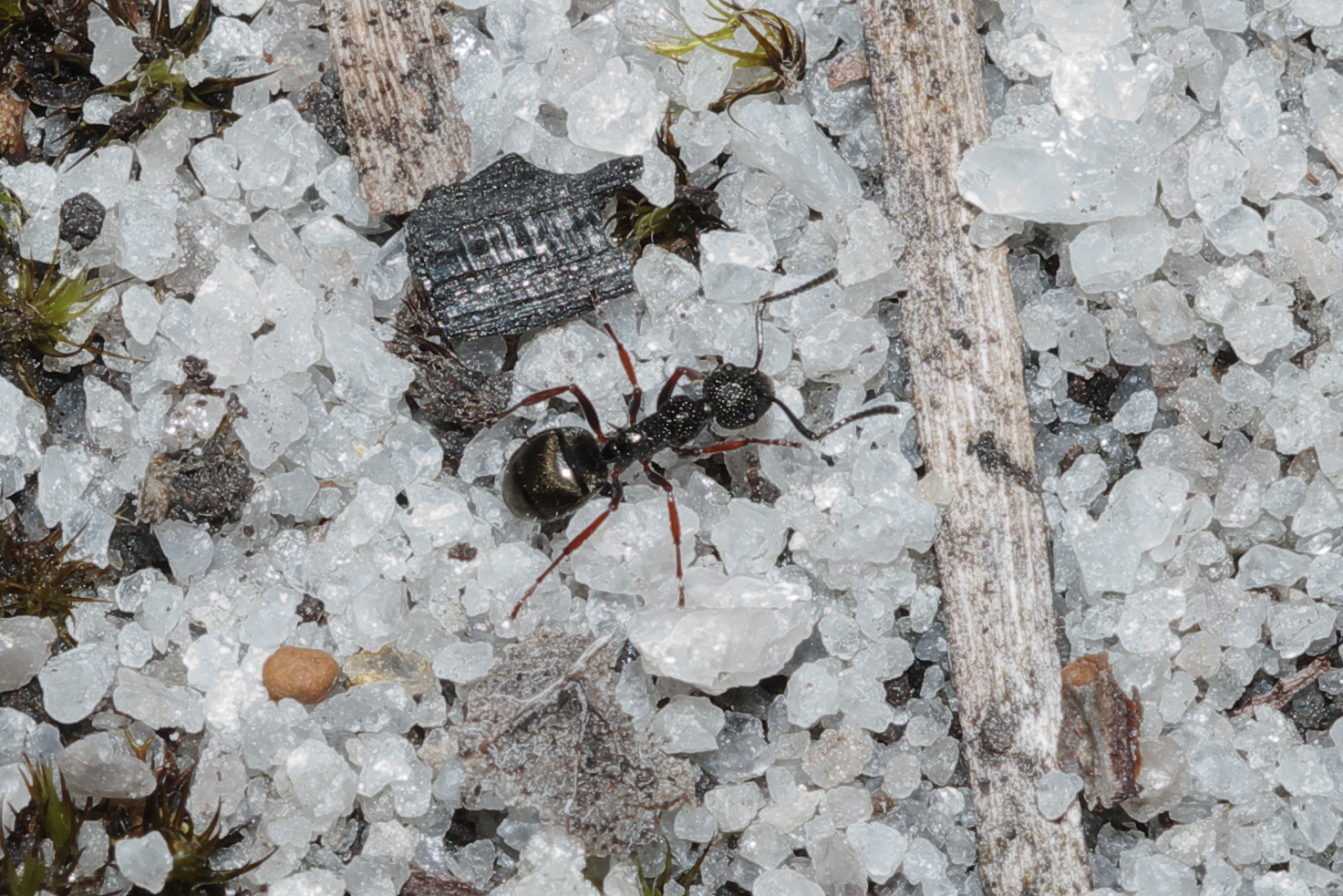 Dolichoderus rufotibialis