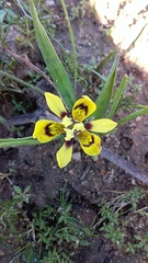 Moraea tricolor