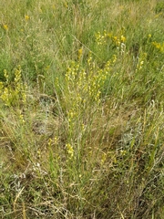 Sisymbrium polymorphum