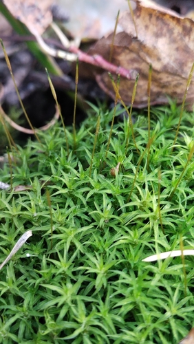 Warrior Moss (Timmia megapolitana)