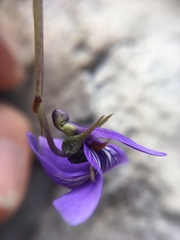 Viola decumbens