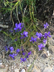 Viola decumbens