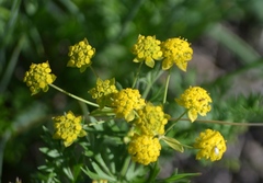 Bupleurum ranunculoides