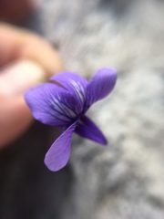 Viola decumbens