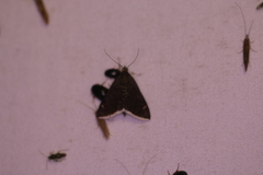 Pyrausta niveicilialis