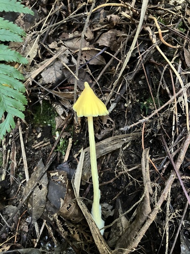 Entoloma murrayi