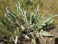 Psephellus turgaicus