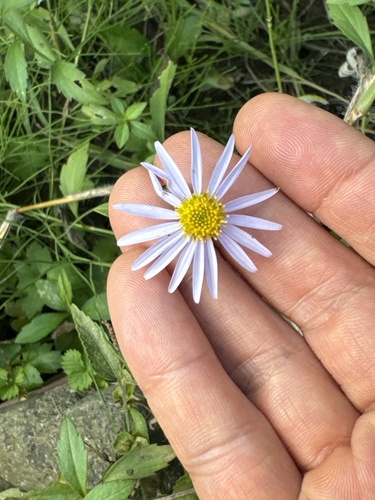 Image of Aster yomena by (c) carex1002, some rights reserved (CC BY)