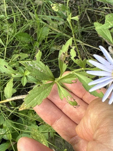 Image of Aster yomena by (c) carex1002, some rights reserved (CC BY)