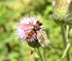 Sicus ferrugineus