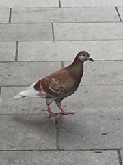 Columba livia domestica