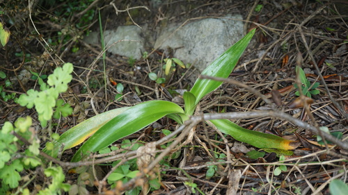 Crinum asiaticum iNat (2)