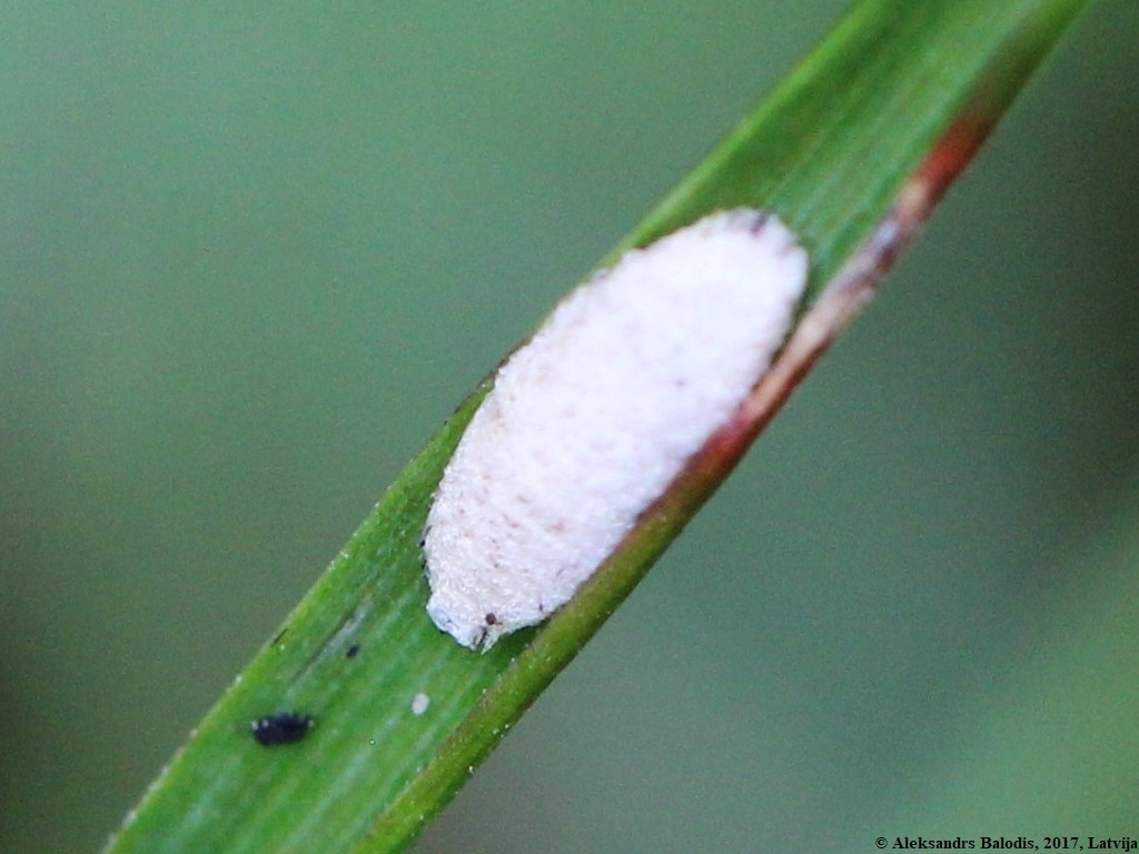 Walker's Mealybug
