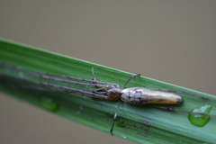 Tetragnatha elongata