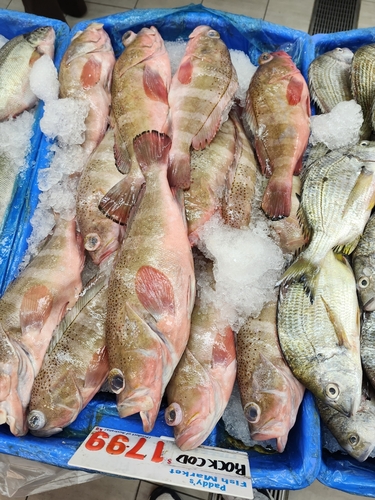 Black-dotted grouper (Epinephelus stictus) — Serranidae