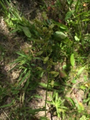 Heuchera richardsonii
