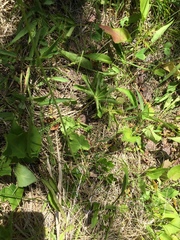 Heuchera richardsonii